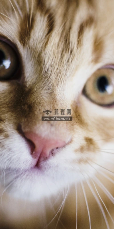 【10591】动物壁纸  2K 高清壁纸2560_1600@青蛙壁纸-笨猫小站