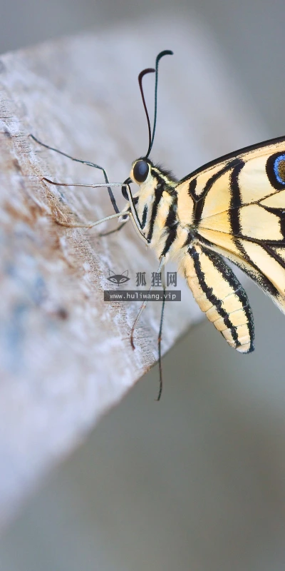 【10596】动物壁纸  2K 高清壁纸2560_1600@青蛙壁纸-笨猫小站