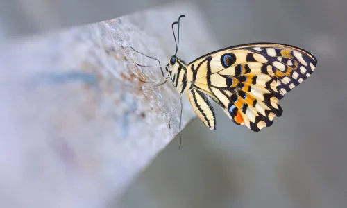 【10596】动物壁纸  2K 高清壁纸2560_1600@青蛙壁纸-笨猫小站