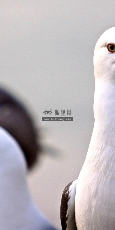 【10601】动物壁纸  2K 高清壁纸2560_1600@青蛙壁纸-笨猫小站