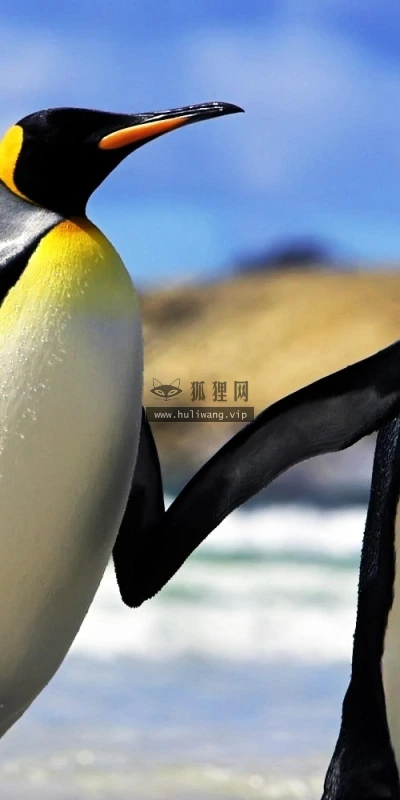 【10719】动物壁纸  2K 高清壁纸2560_1600@青蛙壁纸-笨猫小站