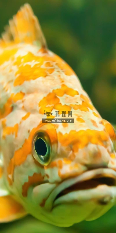 【10720】动物壁纸  2K 高清壁纸2560_1600@青蛙壁纸-笨猫小站