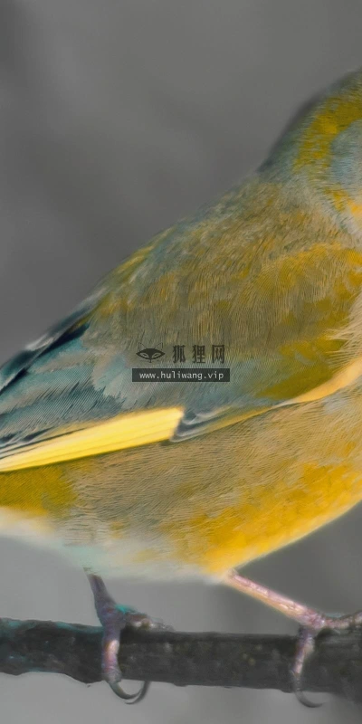 【10728】动物壁纸  2K 高清壁纸2560_1600@青蛙壁纸-笨猫小站