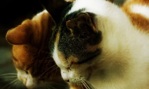 【10734】动物壁纸  2K 高清壁纸2560_1600@青蛙壁纸-笨猫小站