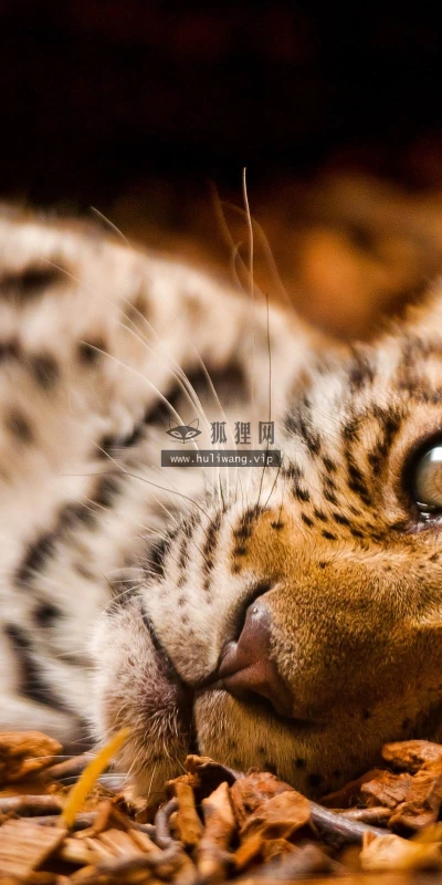 【10735】动物壁纸  2K 高清壁纸2560_1600@青蛙壁纸-笨猫小站