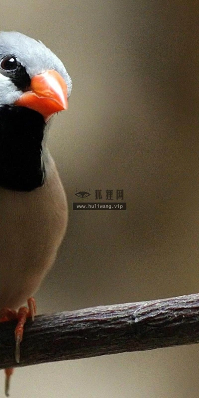 【10736】动物壁纸  2K 高清壁纸2560_1600@青蛙壁纸-笨猫小站