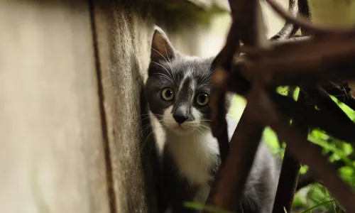 【10739】动物壁纸  2K 高清壁纸2560_1600@青蛙壁纸-笨猫小站