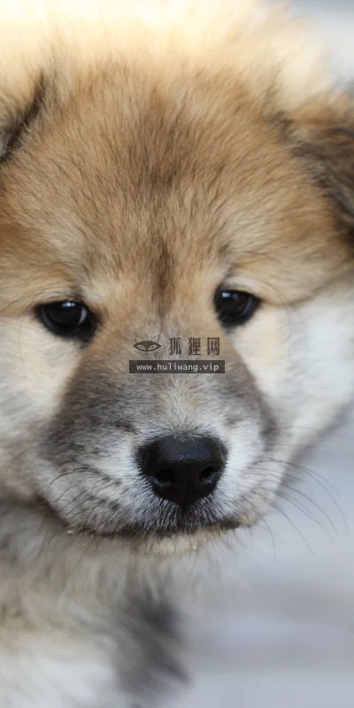 【10742】动物壁纸  2K 高清壁纸2560_1600@青蛙壁纸-笨猫小站