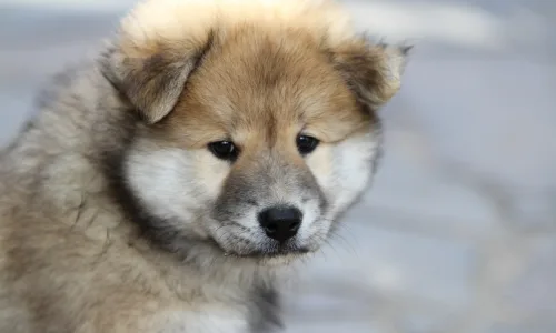 【10742】动物壁纸  2K 高清壁纸2560_1600@青蛙壁纸-笨猫小站