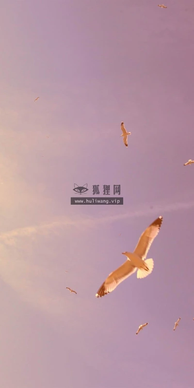 【10750】动物壁纸  2K 高清壁纸2560_1600@青蛙壁纸-笨猫小站
