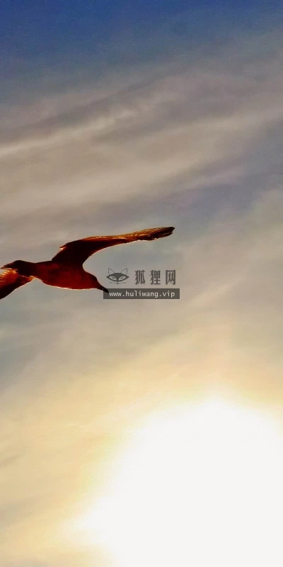 【10752】动物壁纸  2K 高清壁纸2560_1600@青蛙壁纸-笨猫小站