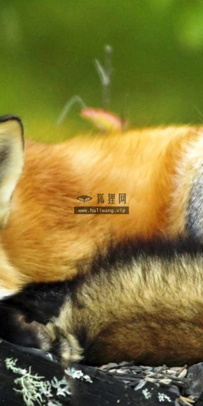 【10754】动物壁纸  2K 高清壁纸2560_1600@青蛙壁纸-笨猫小站