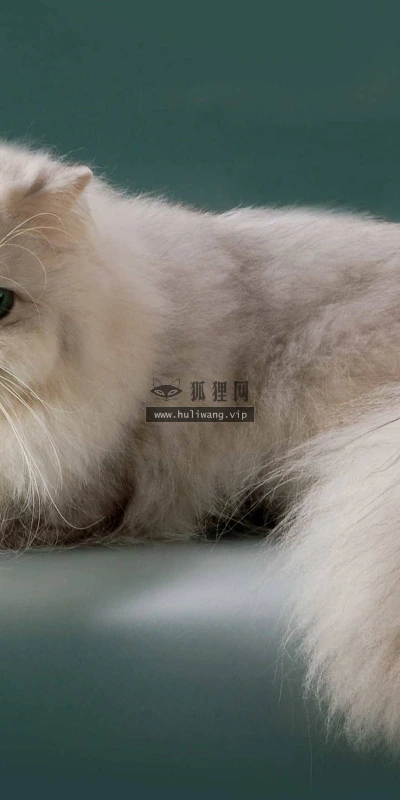 【10757】动物壁纸  2K 高清壁纸2560_1600@青蛙壁纸-笨猫小站