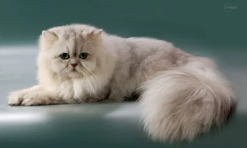 【10757】动物壁纸  2K 高清壁纸2560_1600@青蛙壁纸-笨猫小站