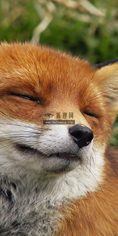 【10764】动物壁纸  2K 高清壁纸2560_1600@青蛙壁纸-笨猫小站