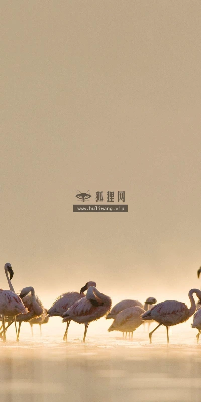 【10765】动物壁纸  2K 高清壁纸2560_1600@青蛙壁纸-笨猫小站