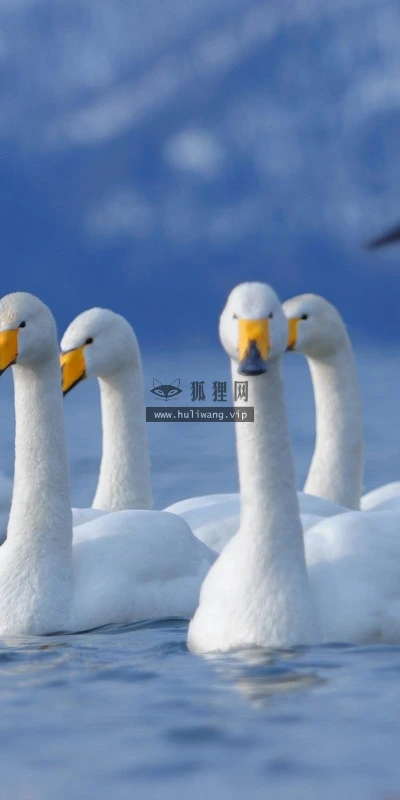 【10767】动物壁纸  2K 高清壁纸2560_1600@青蛙壁纸-笨猫小站