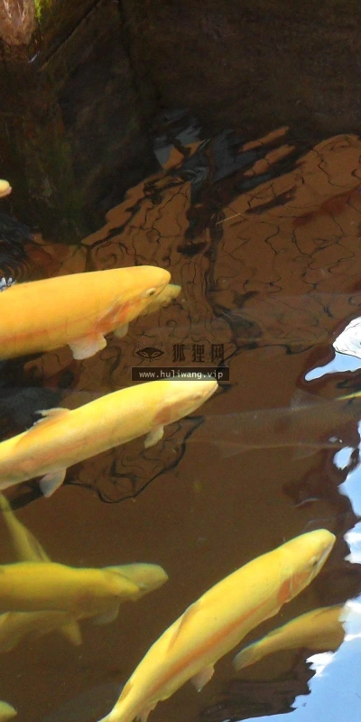 【10774】动物壁纸  2K 高清壁纸2560_1600@青蛙壁纸-笨猫小站