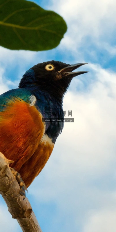 【10778】动物壁纸  2K 高清壁纸2560_1600@青蛙壁纸-笨猫小站