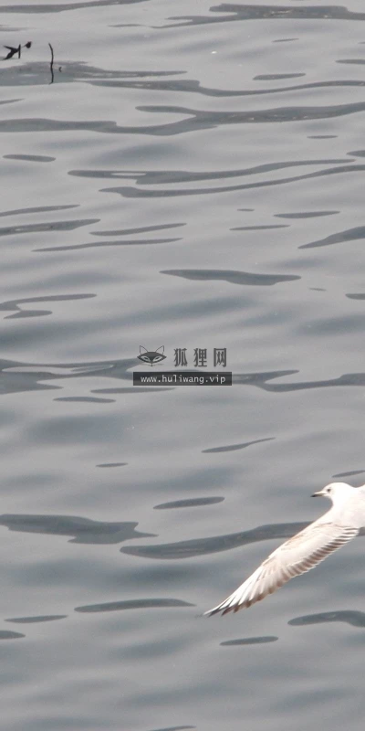 【10782】动物壁纸  2K 高清壁纸2560_1600@青蛙壁纸-笨猫小站