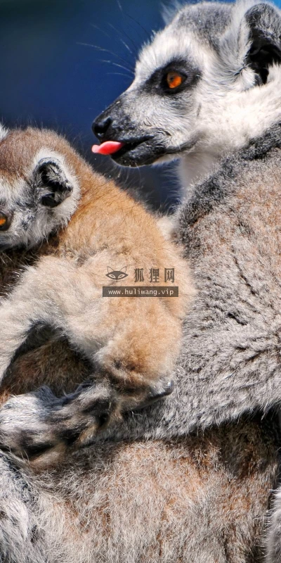 【10795】动物壁纸  2K 高清壁纸2560_1600@青蛙壁纸-笨猫小站