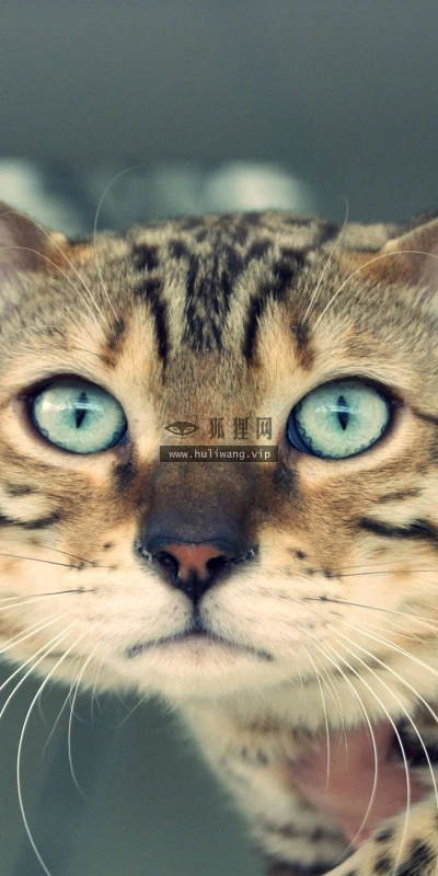【10798】动物壁纸  2K 高清壁纸2560_1600@青蛙壁纸-笨猫小站