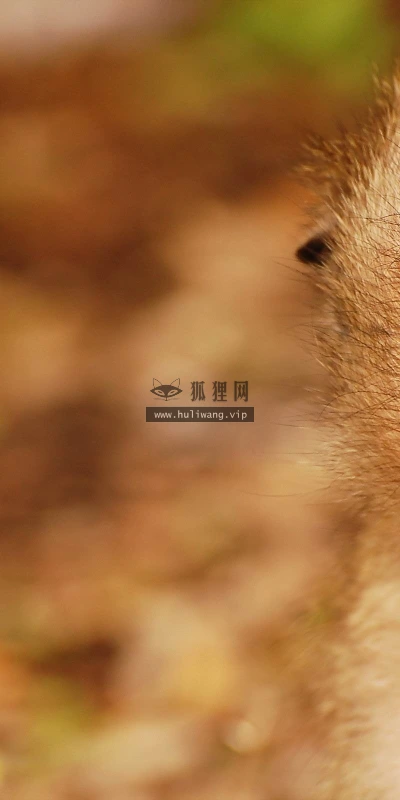 【10802】动物壁纸  2K 高清壁纸2560_1600@青蛙壁纸-笨猫小站