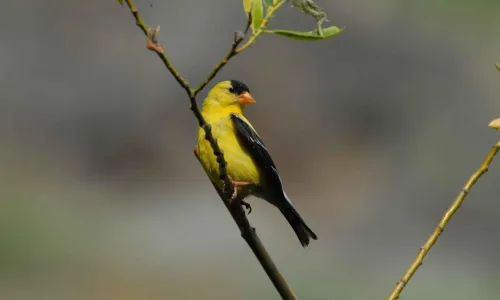 【10809】动物壁纸  2K 高清壁纸2560_1600@青蛙壁纸-笨猫小站