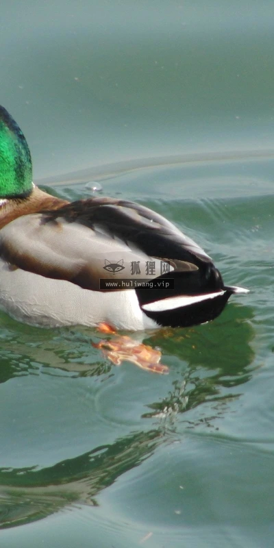 【10815】动物壁纸  2K 高清壁纸2560_1600@青蛙壁纸-笨猫小站