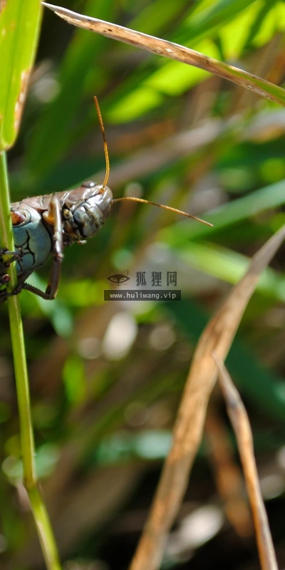 【10817】动物壁纸  2K 高清壁纸2560_1600@青蛙壁纸-笨猫小站