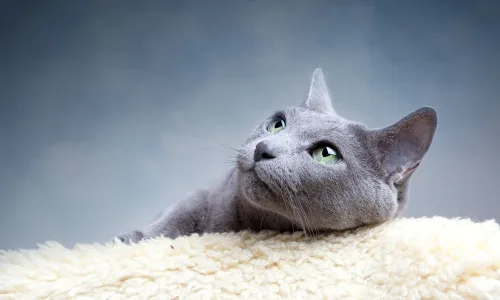 【10819】动物壁纸  2K 高清壁纸2560_1600@青蛙壁纸-笨猫小站