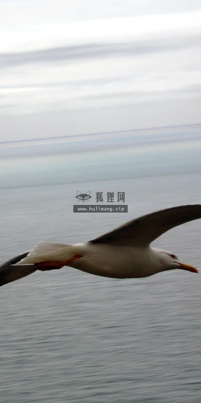 【10823】动物壁纸  2K 高清壁纸2560_1600@青蛙壁纸-笨猫小站