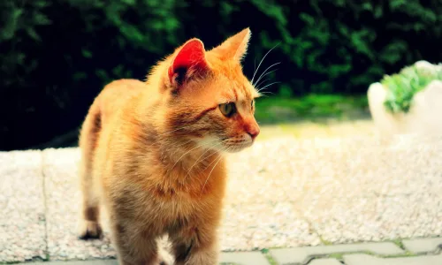 【10824】动物壁纸  2K 高清壁纸2560_1600@青蛙壁纸-笨猫小站