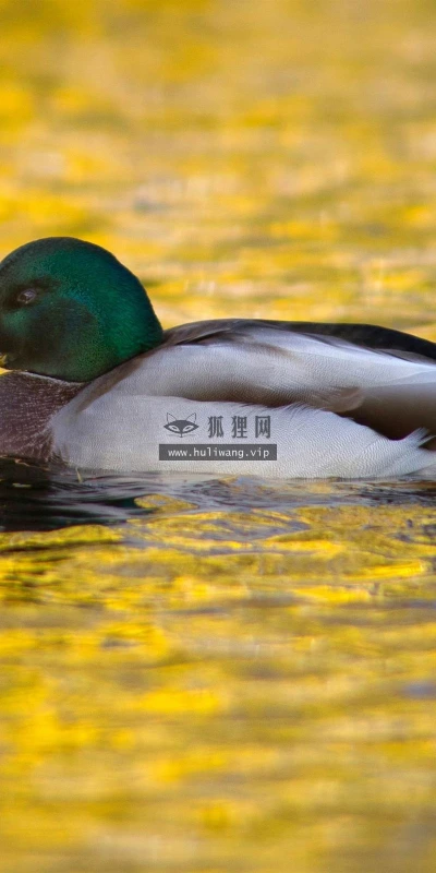 【10828】动物壁纸  2K 高清壁纸2560_1600@青蛙壁纸-笨猫小站
