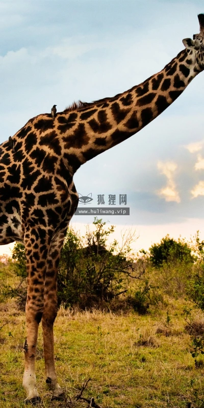 【10834】动物壁纸  2K 高清壁纸2560_1600@青蛙壁纸-笨猫小站