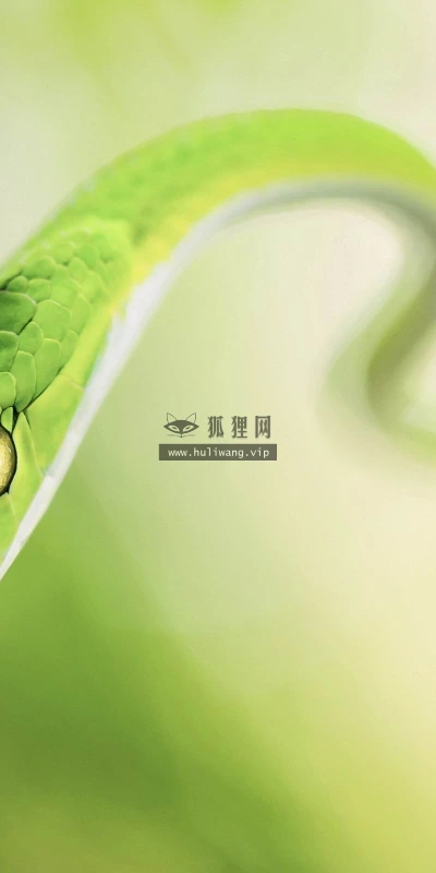 【10840】动物壁纸  2K 高清壁纸2560_1600@青蛙壁纸-笨猫小站