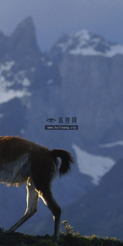 【10842】动物壁纸  2K 高清壁纸2560_1600@青蛙壁纸-笨猫小站