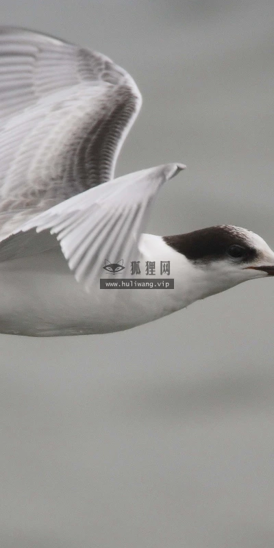 【10843】动物壁纸  2K 高清壁纸2560_1600@青蛙壁纸-笨猫小站