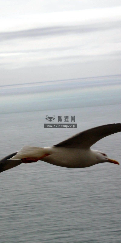 【10845】动物壁纸  2K 高清壁纸2560_1600@青蛙壁纸-笨猫小站