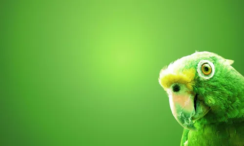 【10852】动物壁纸  2K 高清壁纸2560_1600@青蛙壁纸-笨猫小站