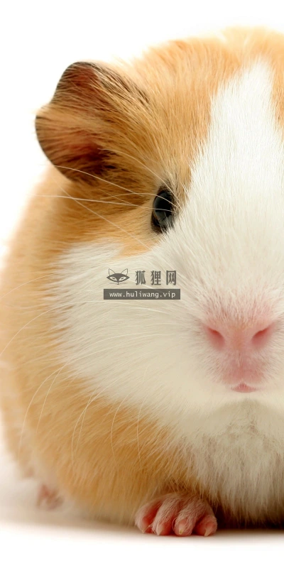 【10854】动物壁纸  2K 高清壁纸2560_1600@青蛙壁纸-笨猫小站