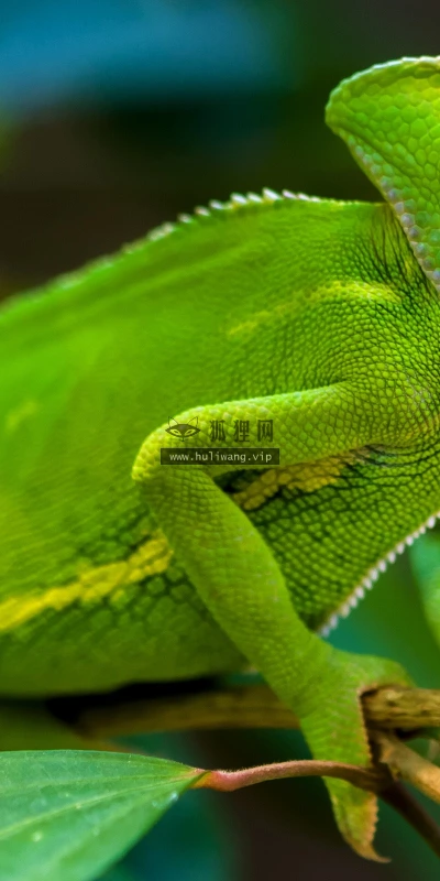 【10856】动物壁纸  2K 高清壁纸2560_1600@青蛙壁纸-笨猫小站