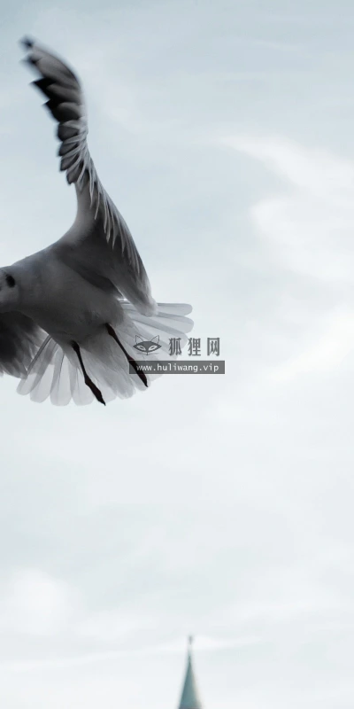 【10860】动物壁纸  2K 高清壁纸2560_1600@青蛙壁纸-笨猫小站