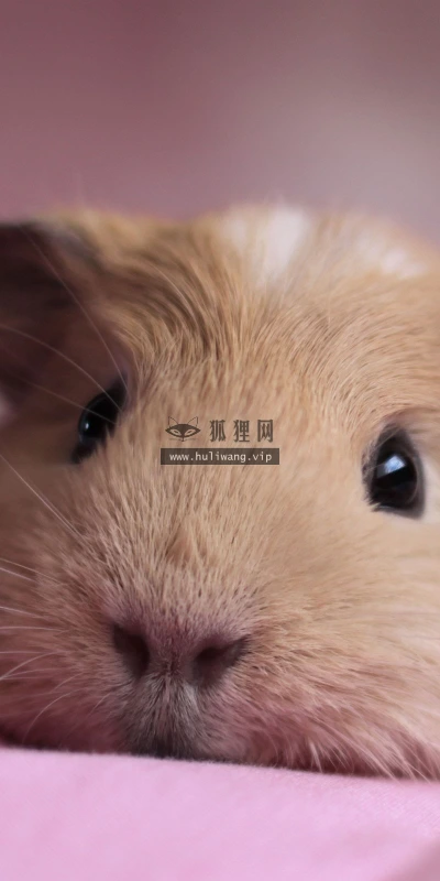 【10863】动物壁纸  2K 高清壁纸2560_1600@青蛙壁纸-笨猫小站