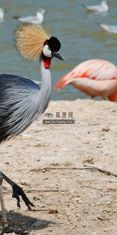 【10867】动物壁纸  2K 高清壁纸2560_1600@青蛙壁纸-笨猫小站