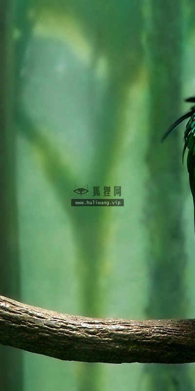 【10868】动物壁纸  2K 高清壁纸2560_1600@青蛙壁纸-笨猫小站