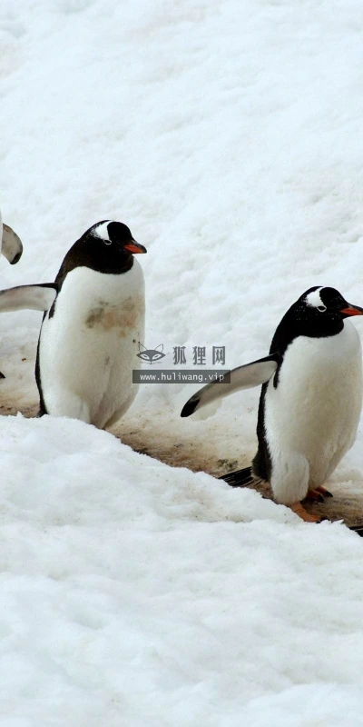 【10874】动物壁纸  2K 高清壁纸2560_1600@青蛙壁纸-笨猫小站