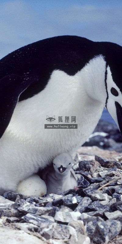 【10878】动物壁纸  2K 高清壁纸2560_1600@青蛙壁纸-笨猫小站