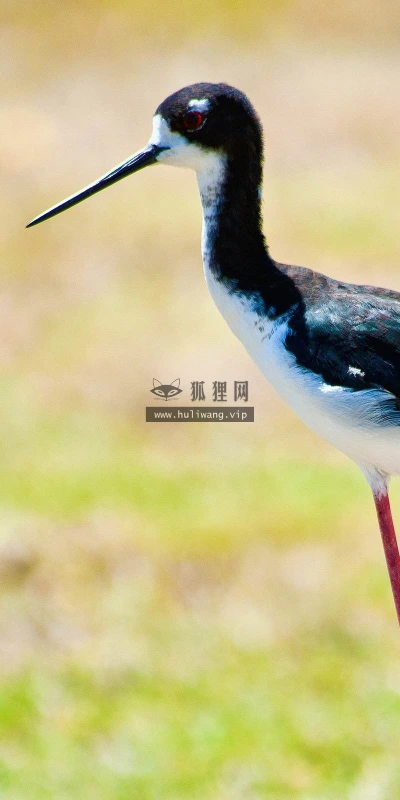 【10879】动物壁纸  2K 高清壁纸2560_1600@青蛙壁纸-笨猫小站