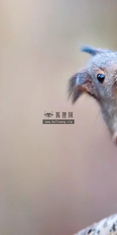 【10881】动物壁纸  2K 高清壁纸2560_1600@青蛙壁纸-笨猫小站